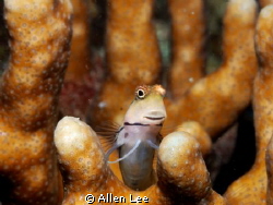 Curious Blenny.Nikon D80,60mm,f29,1/100,YS-120. 
 by Allen Lee 
